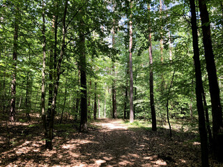Obraz premium Niepolomice Forest near Cracow city on sunny day
