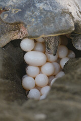 Turtles nesting during sunrise at Ostional beach in Costa Rica