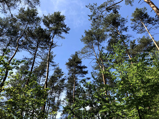Niepolomice Forest near Cracow city on sunny day