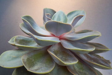 Succulents for Backgrounds