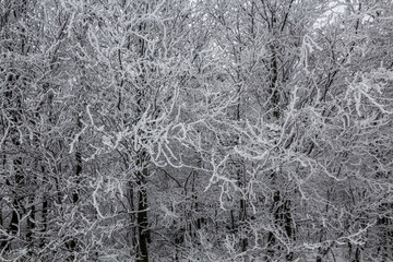 Winter view of frozen forest