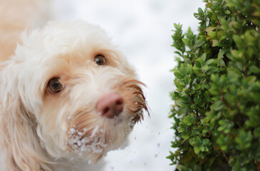 Cockapoo in Snow