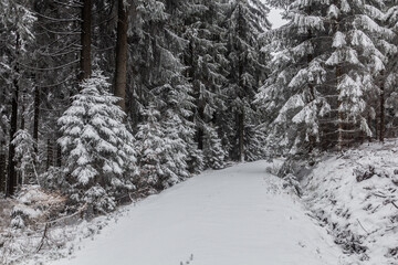 Winter view of a path at Suchy vrch mountain, Czech Republic