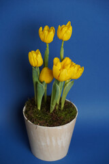 Beautiful yellow tulip flowers in a vase in front of the blue wall. Spring flowers. Mother's day and valentines day background. Selective focus, small depth of field.