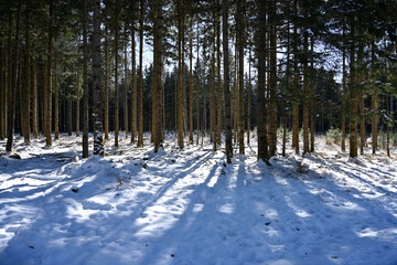 Wald im Schnee