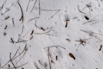 pine needles and maple seeds on snowy ground
