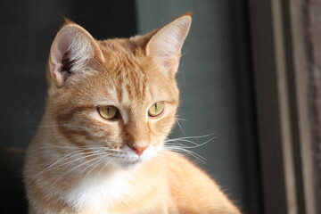 Orange tabby cat