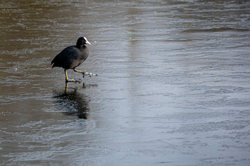 Eurasian coot (Fulica atra) walking on a frozen pond