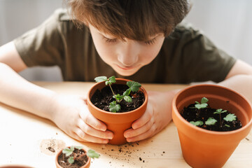 Child Kid boy gardener taking care and transplanting strawberries sprout plant into a new ceramic pot on the wooden table. Home gardening, love of houseplants. Spring time. Potted plants. 