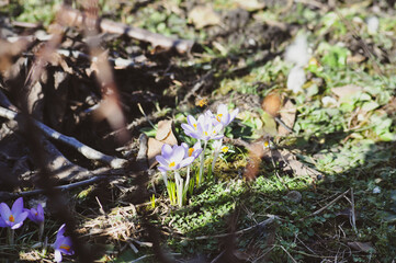 Krokusse im Frühling