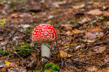 Fly agaric mushroom (Amanita muscaria) in a forest