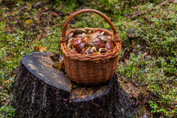 Fototapeta na wymiar Woven basket full of edible mushrooms