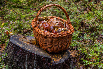 Fototapeta na wymiar Woven basket full of edible mushrooms