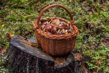 Woven basket full of edible mushrooms