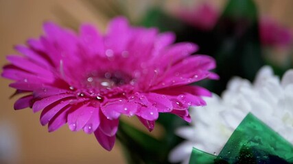 Spraying Drops of Water on Delicate Pink Petals of Chrysanthemum Flower. 180fps