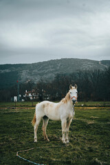 Fototapeta premium Portrait of a beautiful white horse in nature with the mountains