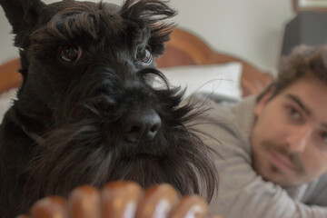 Cute Schnauzer breed dog is happy and calm in bed while her master is gratefully. Schnauzer picture 2021.