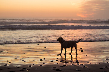 A dog playing in the beach
