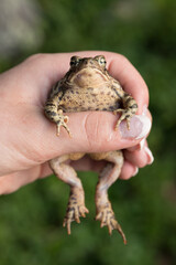Hand Holding an Eastern American Toad