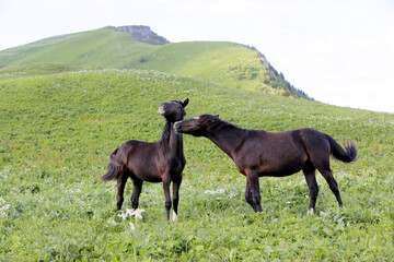 Fototapeta na wymiar two black horse in the mountains