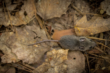 small mouse on forest floor in the fall