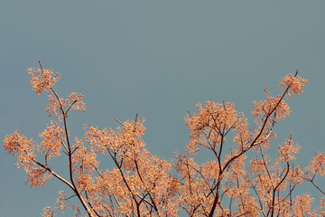 Branches of Chinaberry tree ( Melia azedarach ) with  clusters of fruit, decorative background. Free space for text