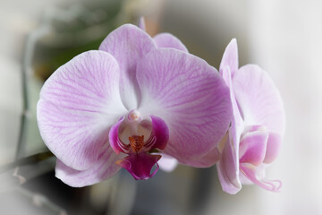 Obraz na płótnie Canvas Orchidee