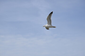Flying bird over the beach, close up