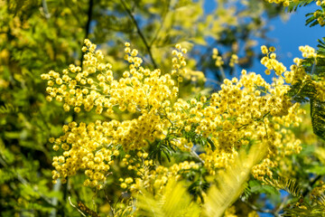 Acacia dealbata, also known as silver wattle and mimosa, is an evergreen tree with globose bright yellow flowerheads. In some countries  flowers are given to women on International Women's Day.