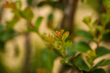 Delicate green crepe myrtle leaves with orange tinge  close up with bokeh background