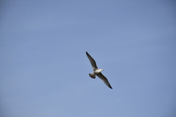Close up, flying bird over the beach 