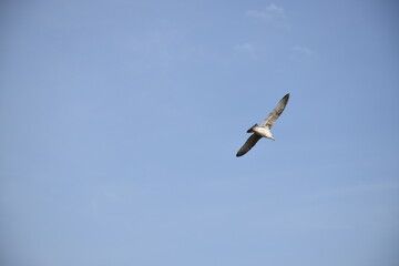 Close up, flying bird over the beach 