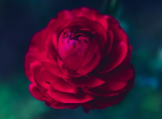Beautiful soft tender background. Red ranunculus flower petals close up. Soft floral wallpaper. Vivid flower on blue background