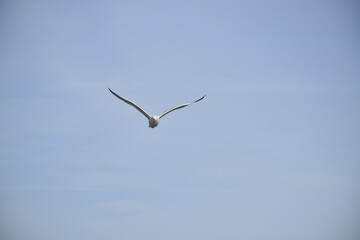 Close up, flying bird over the beach 
