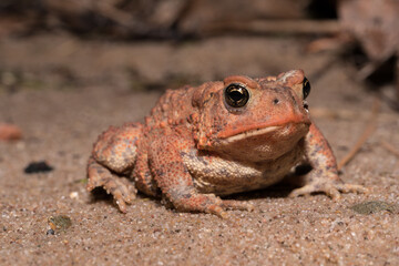 close-up toad on sand