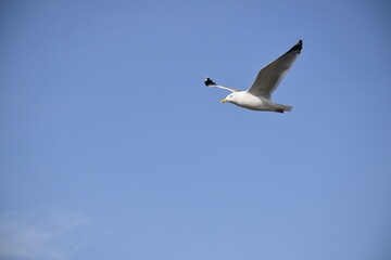 Close up, flying bird over the beach 
