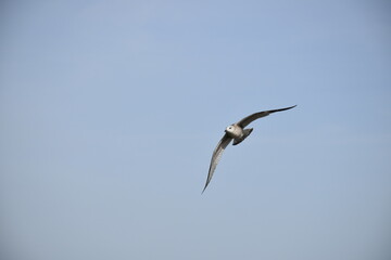 Close up, flying bird over the beach 