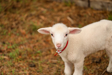Obraz premium Portrait of beautiful baby lamb wearing red collar with bell looking directly at camera with copy space