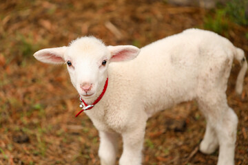 Obraz premium Portrait of beautiful baby lamb wearing red collar with bell looking directly at camera with copy space