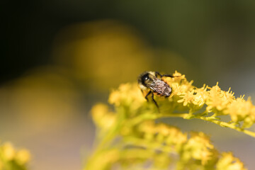 spider on yellow flower