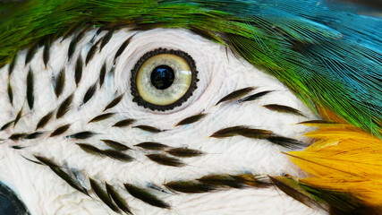 close up of blue and yellow macaw