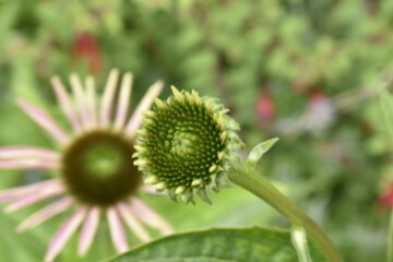 Close up of an flower