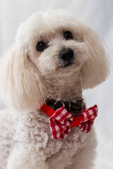 French Poodle Photoshoot