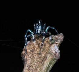 spider on the twig