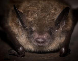 North American Little  Brown Bat