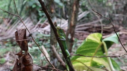 A multicolor green lizard on dry stick