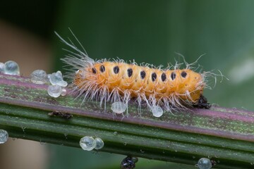 caterpillar on a leaf