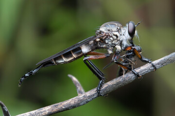 dragonfly on a leaf