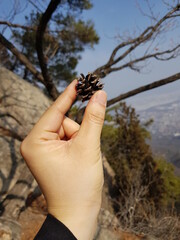 pine cone in the hand