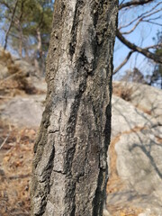 bark of a pine